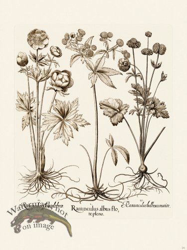 (image for) Besler 026 B1