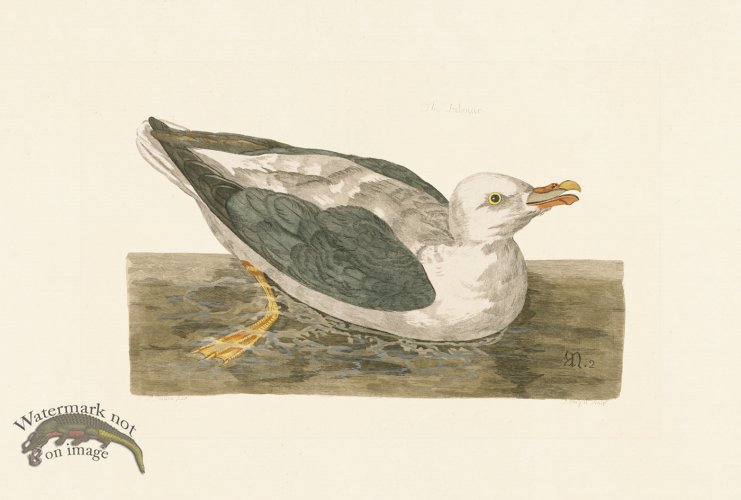 (image for) Pennant Zoology 051