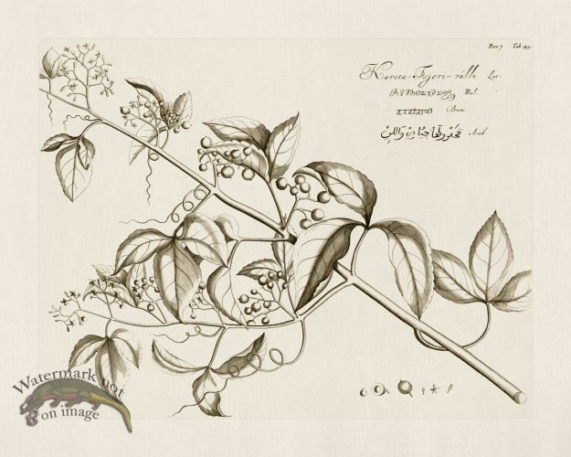 (image for) HORTUS VOl 07 45