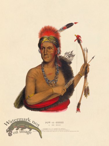 (image for) Pow-a-sheek Fox