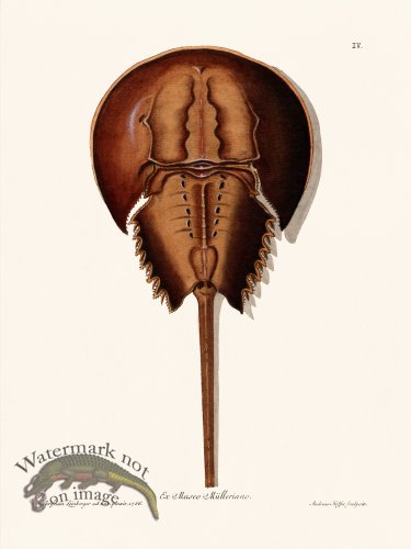 (image for) Knorr Sealife 04