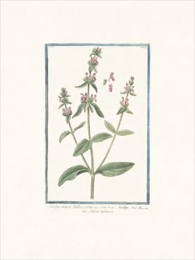 Bonelli 240 Wundwort