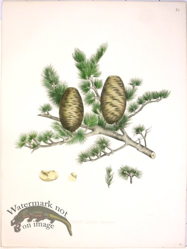 (image for) Lawson Pine Cone 25