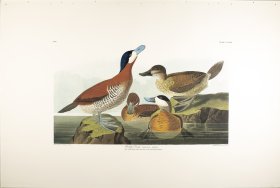 Ruddy Duck