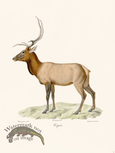 (image for) Cuvier 014 Elk