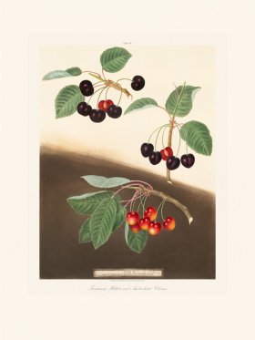 Brookshaw Fruit 35