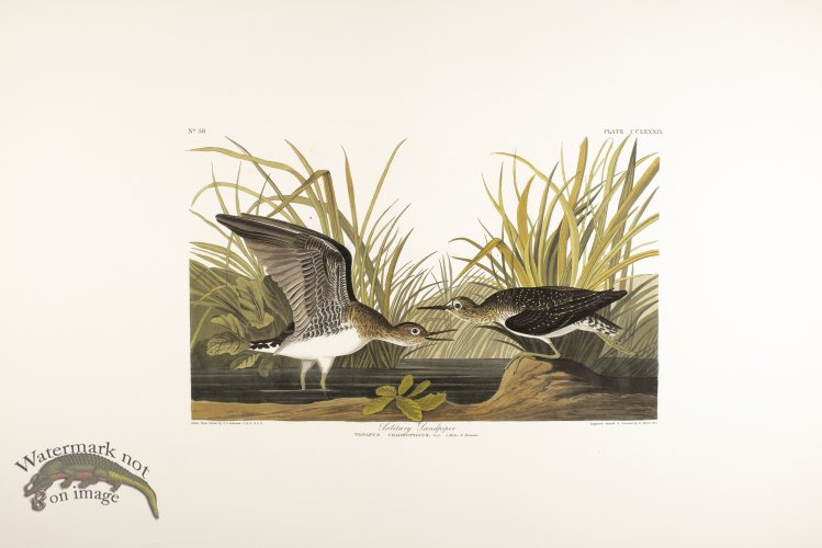 (image for) Solitary Sandpiper