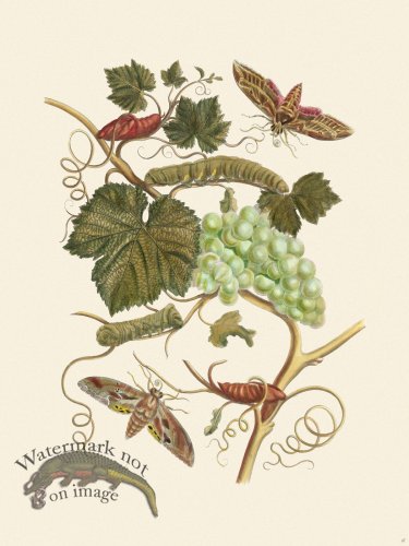 (image for) Merian Metamorphosis 47