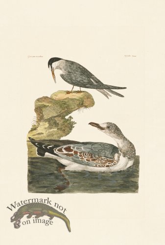 (image for) Pennant Zoology 066