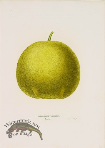 (image for) Poiteau Citrus 17