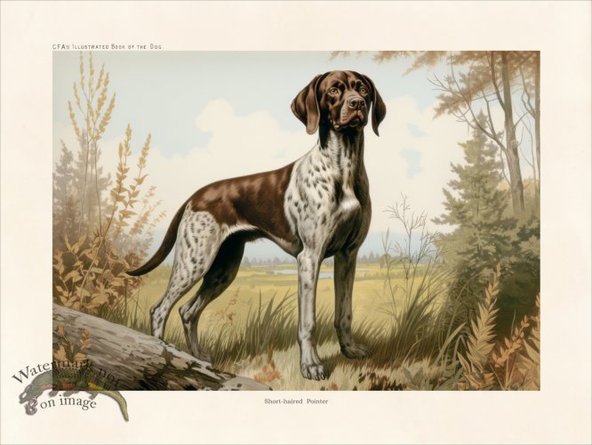 (image for) CFA Dog Shorthaired Pointer