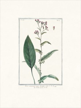 Bonelli 679 Knap weed