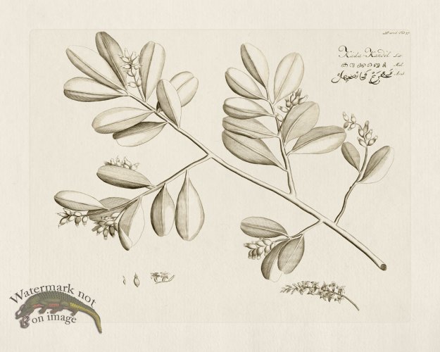 (image for) HORTUS VOl 06 37