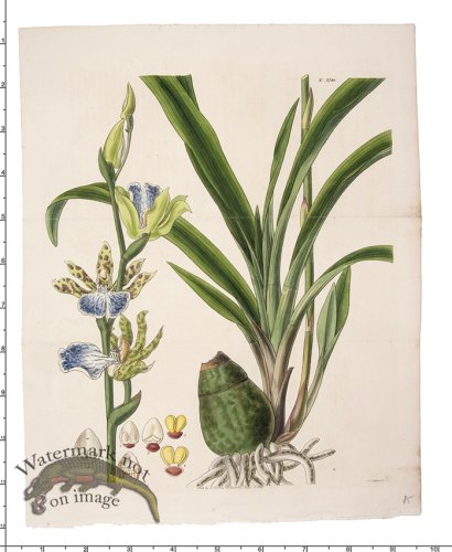 (image for) Curtis Botanical 081