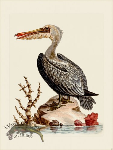 (image for) Edwards 093 Pelican of America