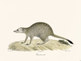 Cuvier 192 Male Juricate