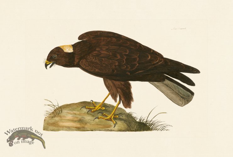 (image for) Pennant Zoology 131