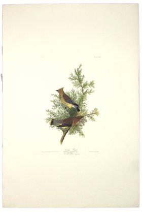 Cedar Bird