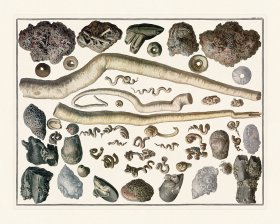 Seba B2 094 Barnacles