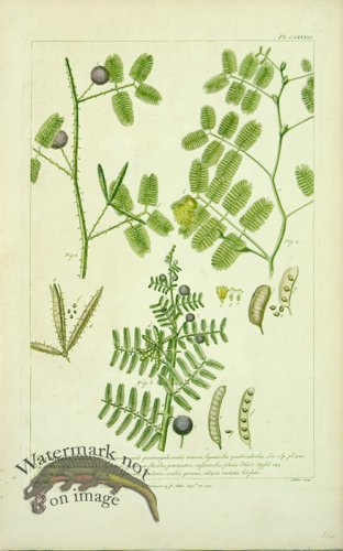 (image for) Philip Miller 017