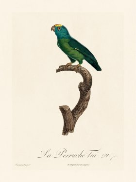 Barraband Parrot 070