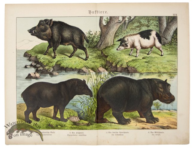 Hippopotamus Boar