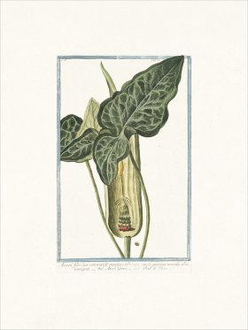 Bonelli 175 Pied de Veau