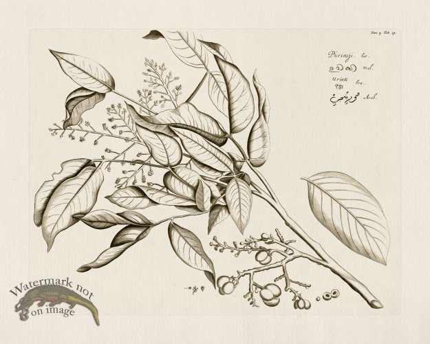 (image for) HORTUS VOL 04 19