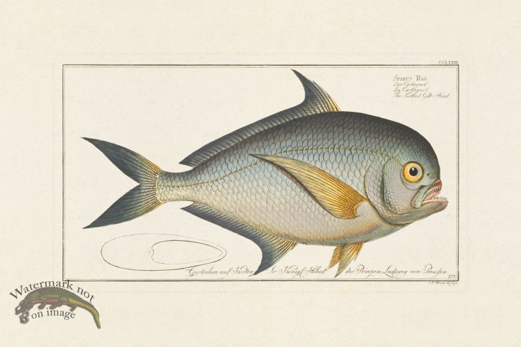 (image for) BLOCH FISH 273