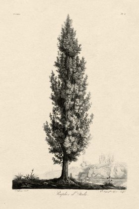 (image for) Defiennes Tree 13