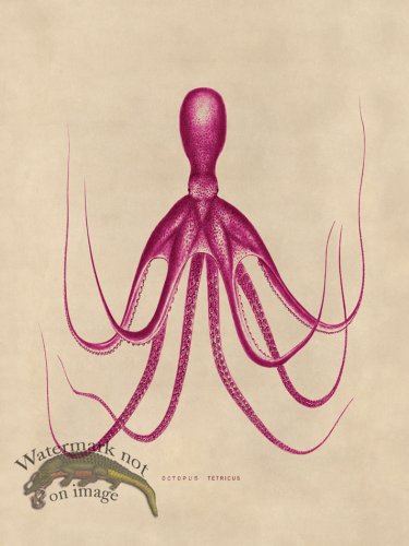 (image for) Octopus Pink 20