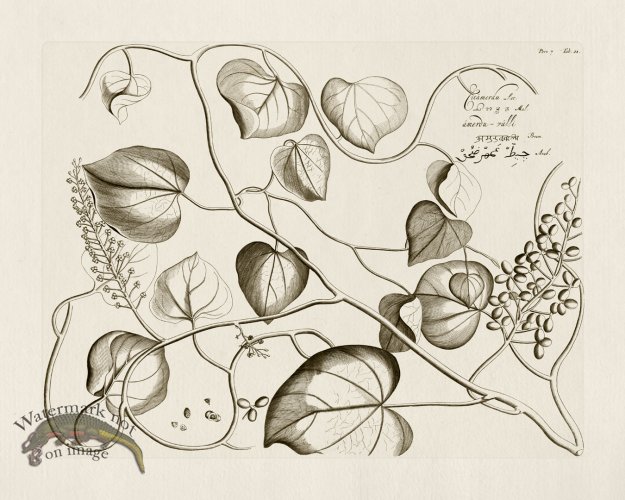 (image for) HORTUS VOl 07 21