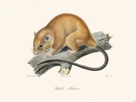 Cuvier 306 Pithechir Melanure