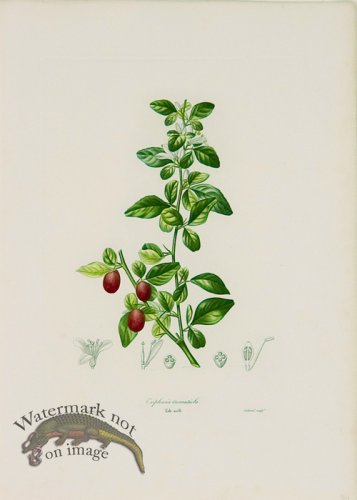 (image for) Poiteau Citrus 26