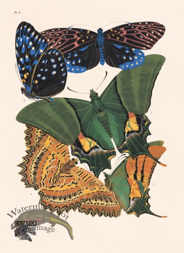 (image for) Seguy Butterfly 06