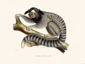 Cuvier 362 Female Marmoset