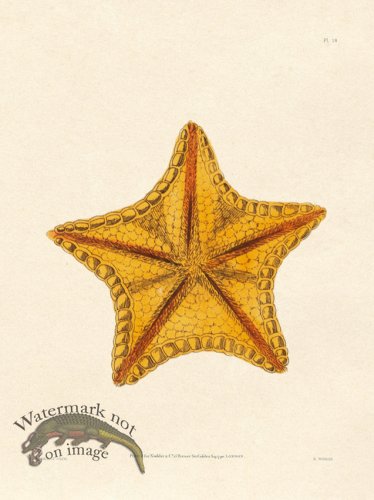 (image for) Shaw Nodder SL 18