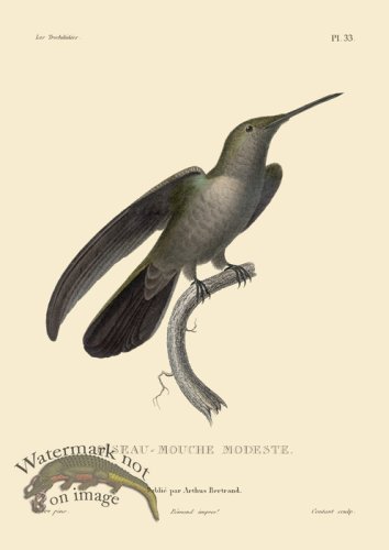 (image for) Humming Bird 33