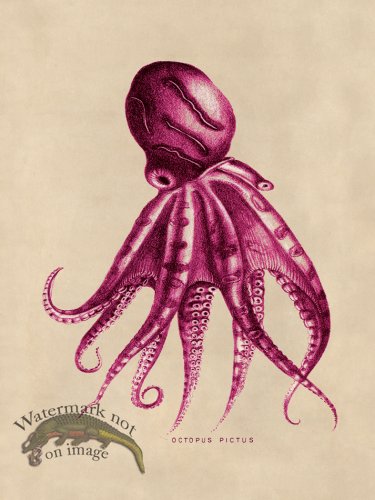 (image for) Octopus Pink 10