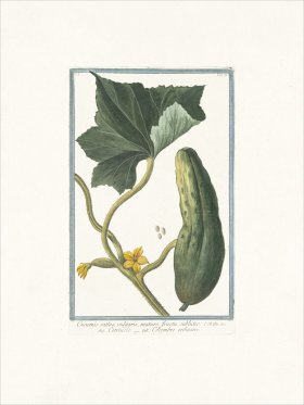 Bonelli 063 Cucumber