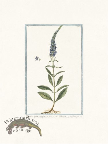 (image for) Bonelli 148 Spiked speedwell
