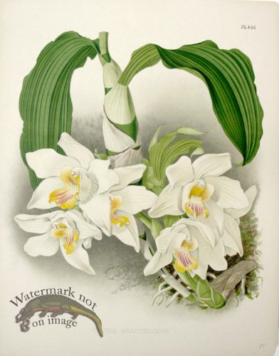 (image for) Linden Orchids 22