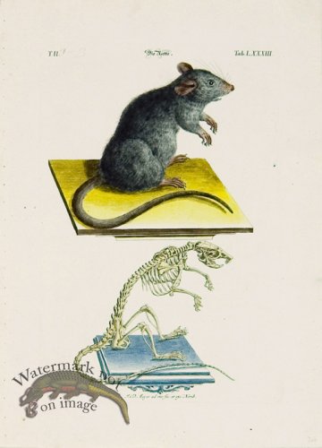 (image for) Meyer Animal 01