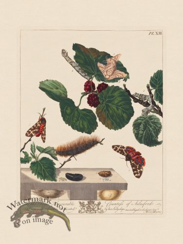 Moses Harris Insects 13