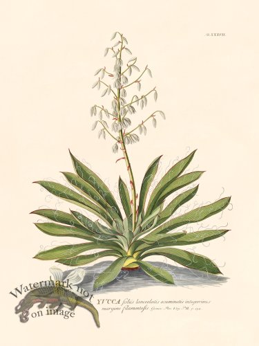 (image for) Trew Botanical 37