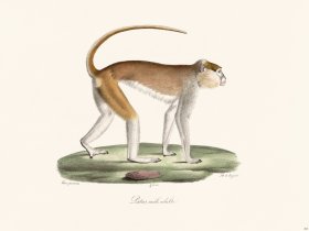 Cuvier 365 Adult Male Latas