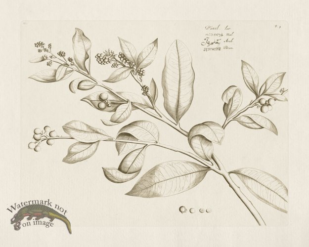 (image for) HORTUS VOL 02 09