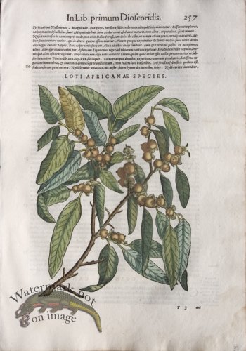 (image for) WB Botanicals 38