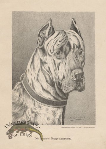 (image for) 1890s Dogs 37