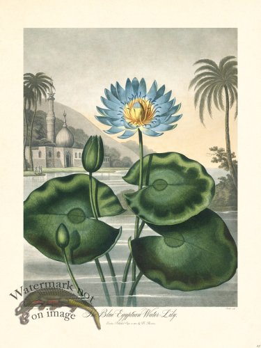 (image for) 32 Egyptian Water Lily